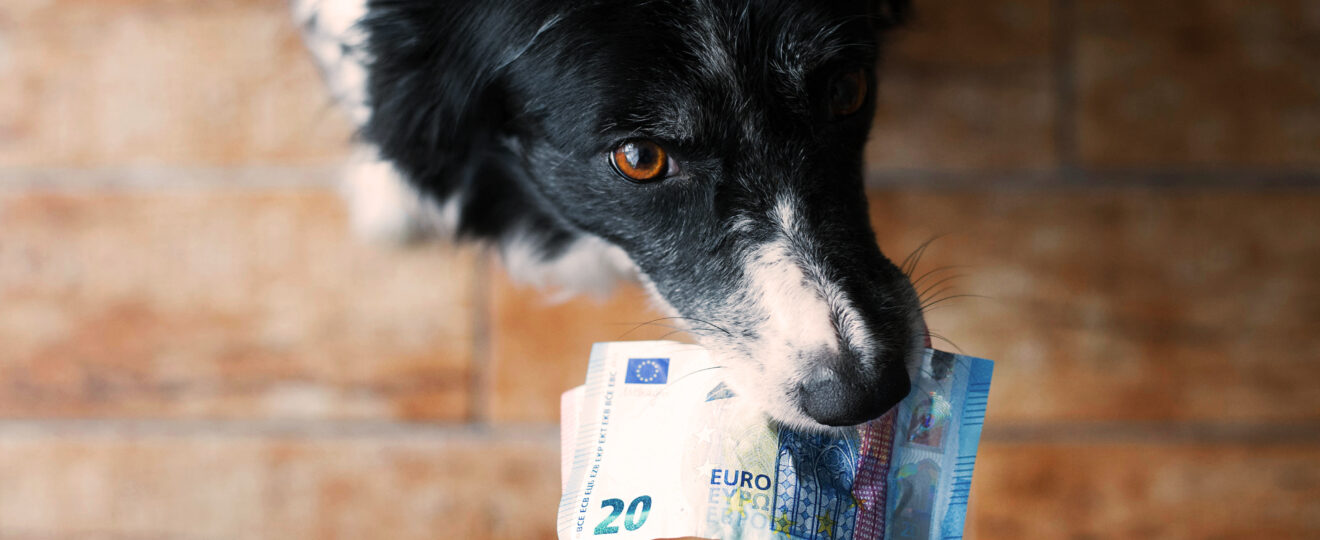 Ein Hund mit Geldscheinen