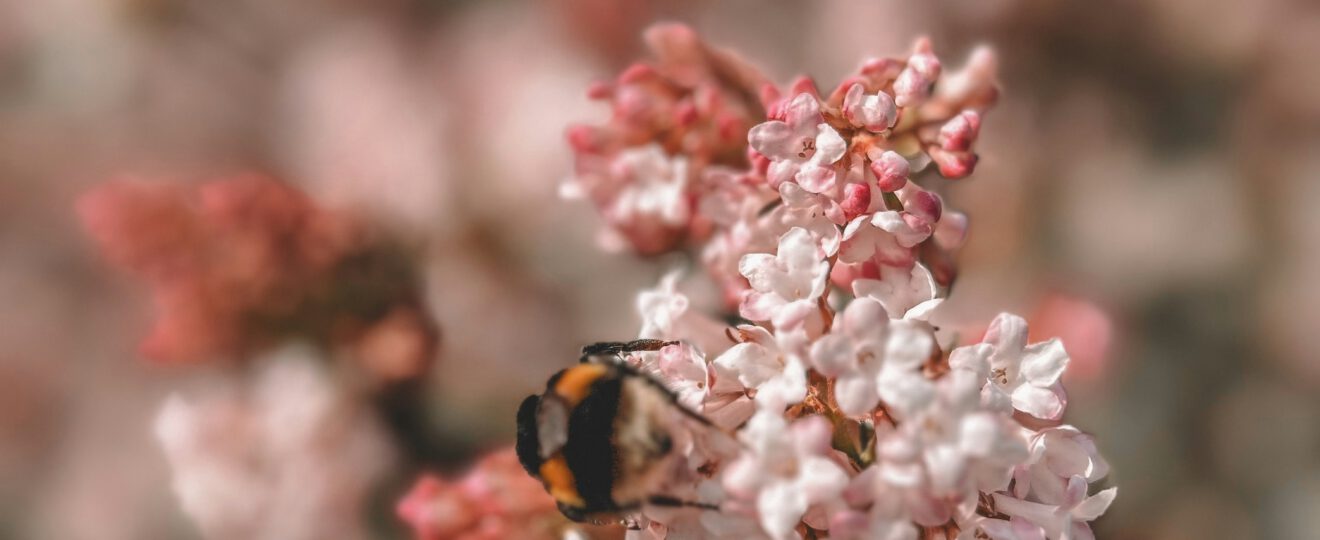 Winterschneeball mit Hummel