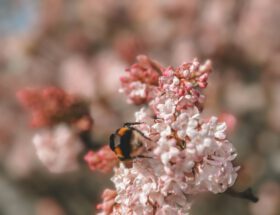 Winterschneeball mit Hummel