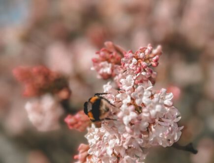 Winterschneeball mit Hummel