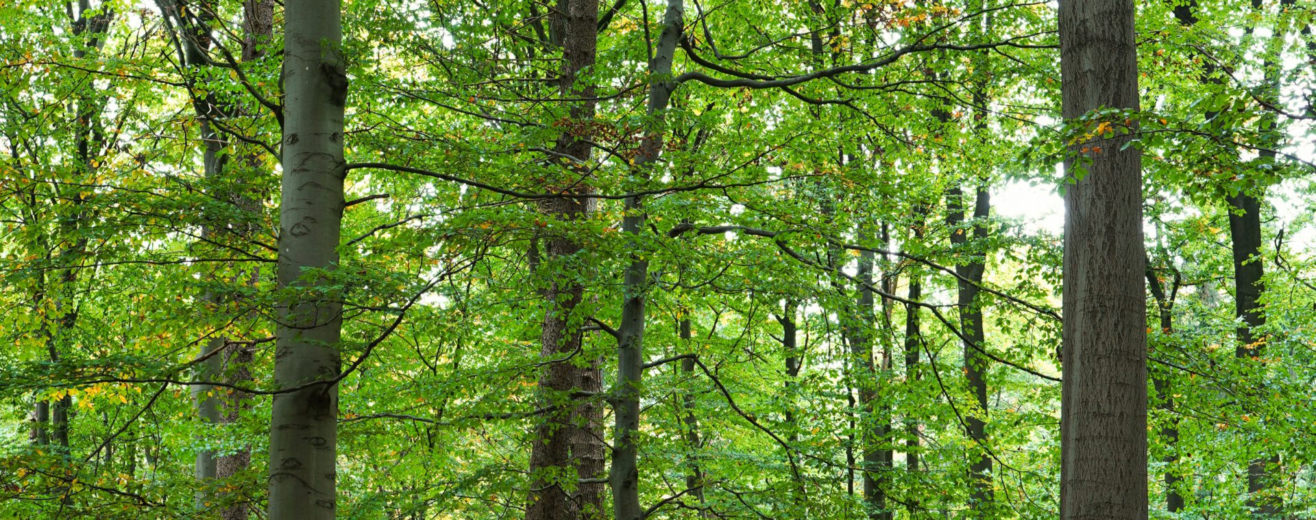 Wald in Hamburg