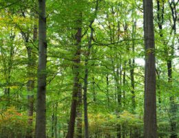 Wald in Hamburg