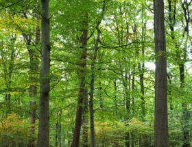 Wald in Hamburg