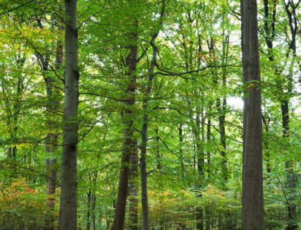 Wald in Hamburg