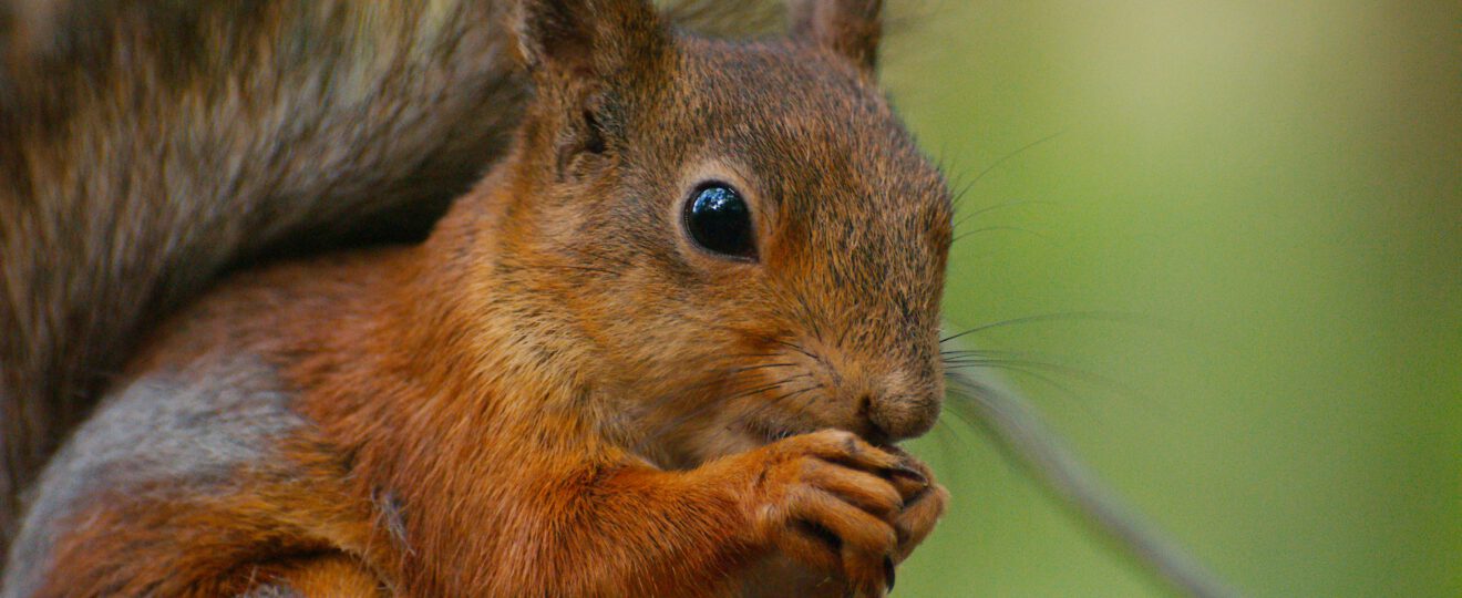 Eichhörnchen (c) Mahury M für Unsplash