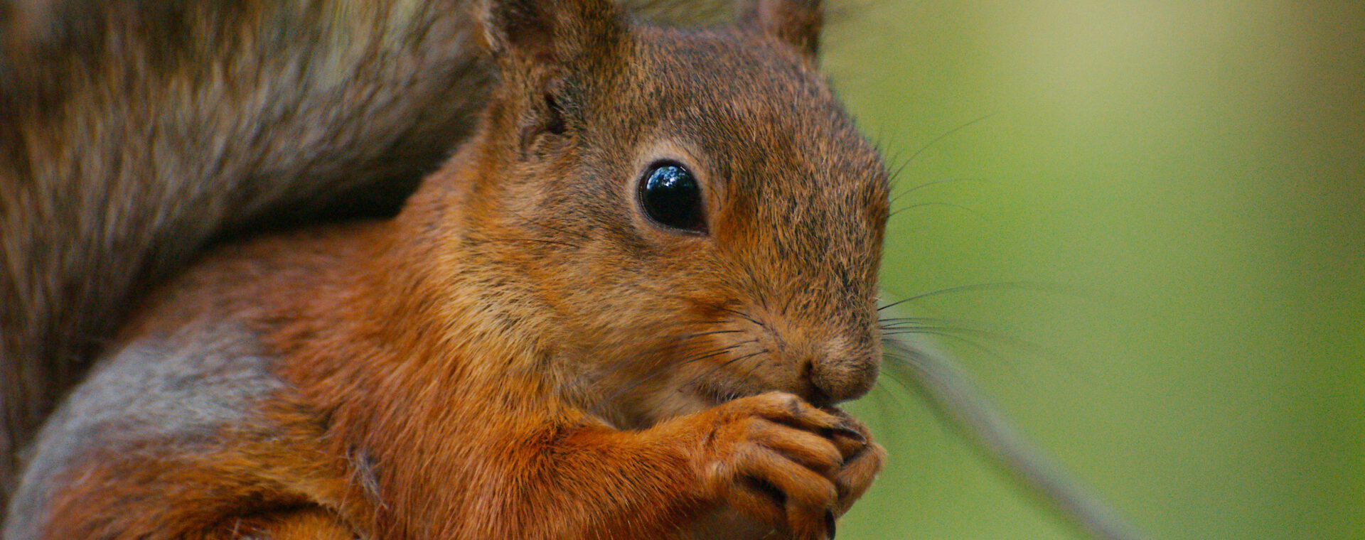 Eichhörnchen (c) Mahury M für Unsplash