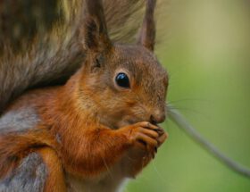 Eichhörnchen (c) Mahury M für Unsplash